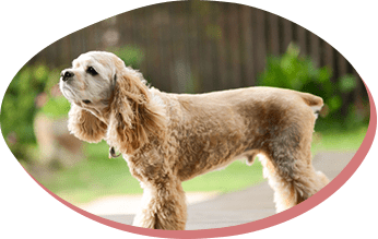 アメリカンコッカースパニエル