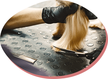 全国トリミング競技会優秀技術賞したスタッフ