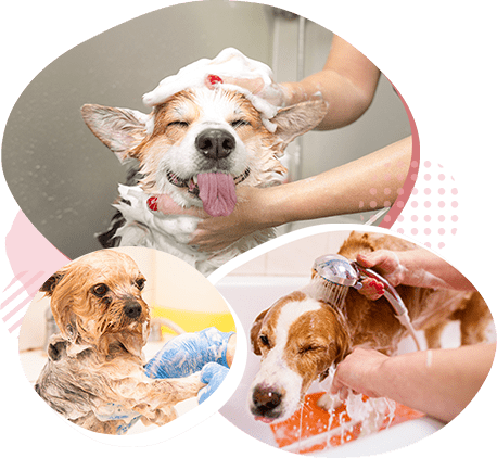 オゾンペットシャワーでふんわりとした毛並みに