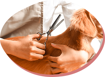 ご紹介でトリミング10%引き